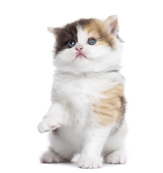 ハイランド ストレート子猫を pawing、ルックアップの正面図, — ストック写真