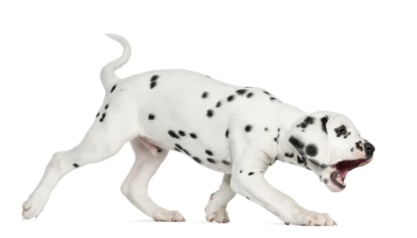 Vista lateral de un cachorro dálmata caminando y ladrando, aislado en — Foto de Stock