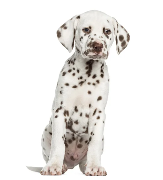 Vooraanzicht van Dalmatische pup zitten, geïsoleerd op wit — Stockfoto