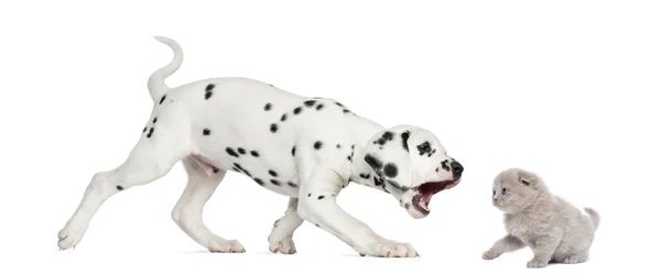 Vista laterale di un cucciolo dalmata cercando di mordere una piega altopiano ki — Foto Stock