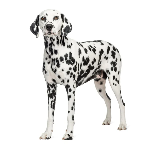 Dalmatian standing, isolated on white — Stock Photo, Image