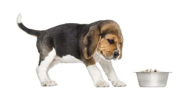 Vista lateral de un cachorro Beagle mirando a su cuenco con asco, es — Foto de Stock