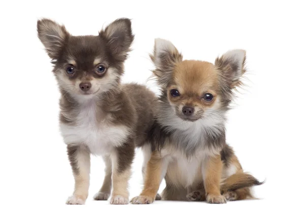 Dwie Chihuahua, obok siebie, na białym tle — Zdjęcie stockowe