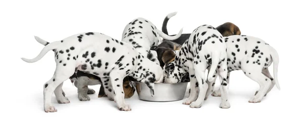 Grupo de cachorros dálmatas e beagle comendo todos juntos, isola — Fotografia de Stock