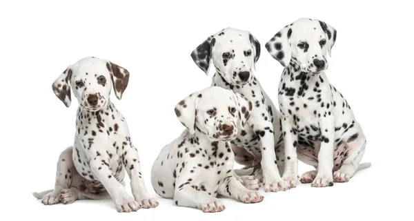 Grupo de cachorros dálmatas sentados, aislados en blanco — Foto de Stock