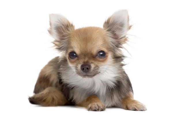 Vista frontale di un Chihuahua sdraiato, guardando la telecamera, isolato — Foto Stock