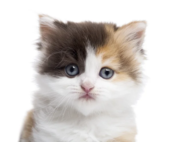 カメラを見てハイランド ストレート子猫のクローズ アップ — ストック写真