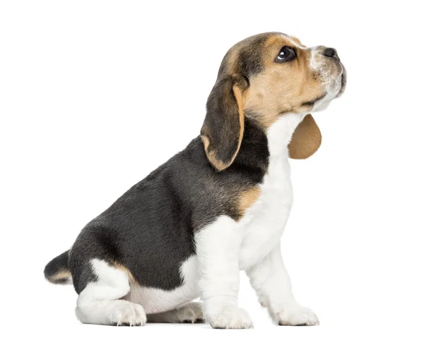 Widok z boku szczeniaka beagle siedzi, patrząc w górę, na białym tle na whi — Zdjęcie stockowe