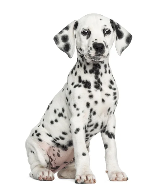 Vista frontal de un cachorro dálmata sentado, mirando, aislado en whi — Foto de Stock