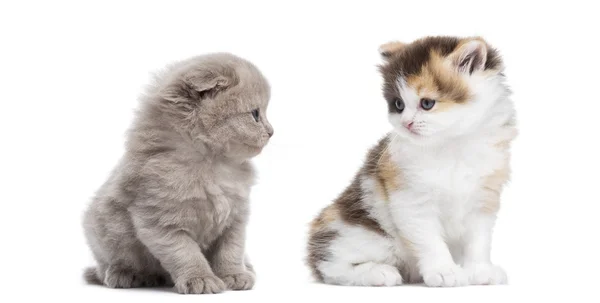 Two Highland straight and fold kittens sitting, looking at each — Stock Photo, Image