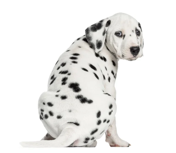 Vista posteriore di un cucciolo dalmata seduto, guardando la fotocamera è — Foto Stock