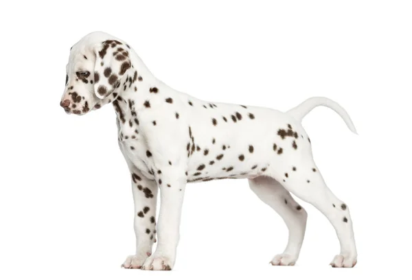 Side view of a Dalmatian puppy standing up, looking down, isolat — Stock Photo, Image