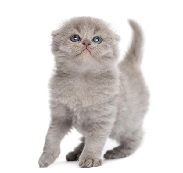高原褶皱的小猫，白色衬底上分离 — 图库照片