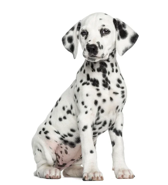 Dalmatian puppy sitting, isolated on white — Stock Photo, Image