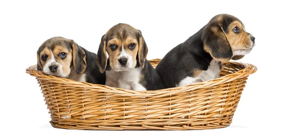 Tree Beagle puppies in a wicker basket, isolated on white — Stock Photo, Image