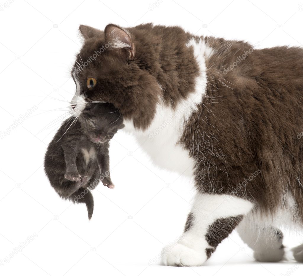 Close-up of a British Longhair carrying a one week old kitten, i