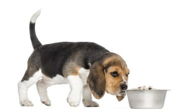 bir kase yemek koklama bir beagle yavru ayakta yan görünüm ben