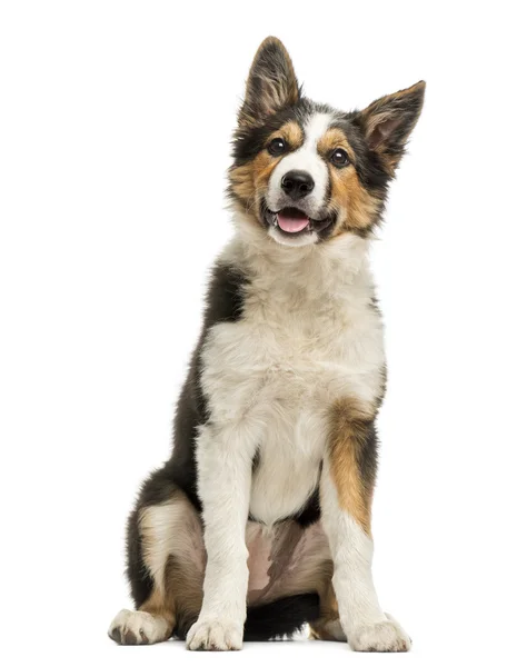 Border collie sitting and panting, isolated on white — Stock Photo, Image