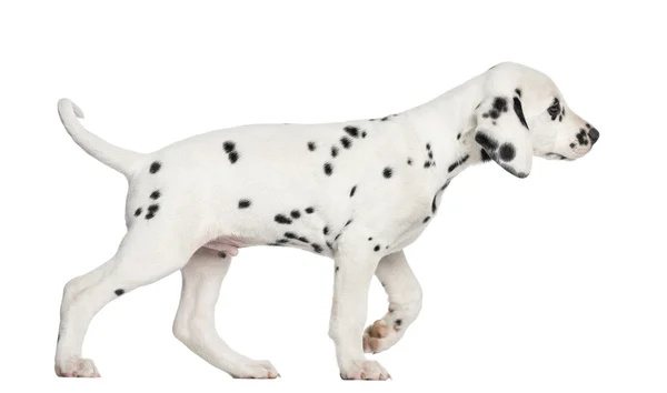 Vista lateral de um filhote de cachorro dálmata andando, isolado em branco — Fotografia de Stock