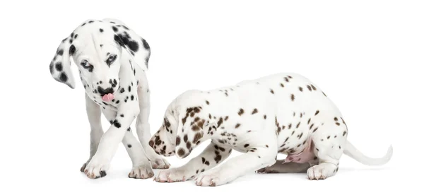 2 つのダルメシアン子犬で分離された白を再生 — ストック写真