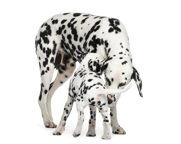 Dalmacia adulto y cachorro olfateando entre sí, aislado en blanco —  Fotos de Stock