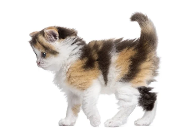 ハイランド ストレート子猫ウォーキング、アラート、分離の側面図 — ストック写真