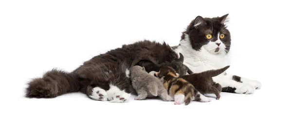 Side view of a British Longhair lying, feeding its kittens, isol — Stock Photo, Image