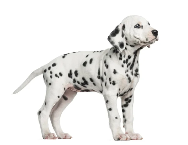 Side view of a Dalmatian standing, looking up, isolated on white — Stock Photo, Image