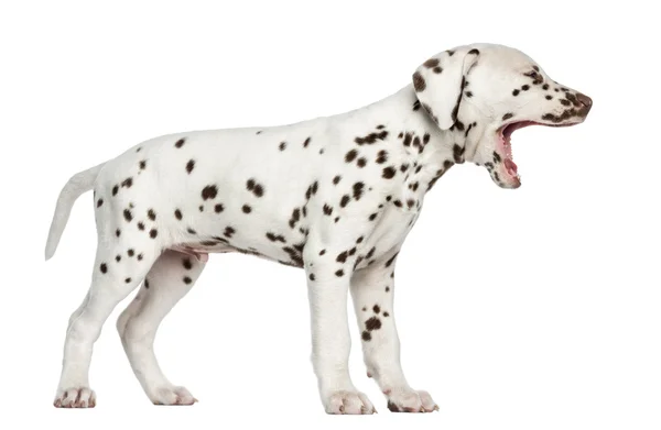 Vista lateral de un cachorro dálmata bostezando, aislado en blanco — Foto de Stock