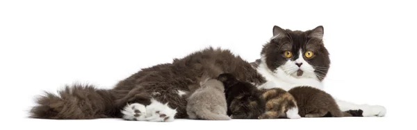 Vista lateral de um Britânico Longhair deitado, alimentando seus gatinhos, isol — Fotografia de Stock