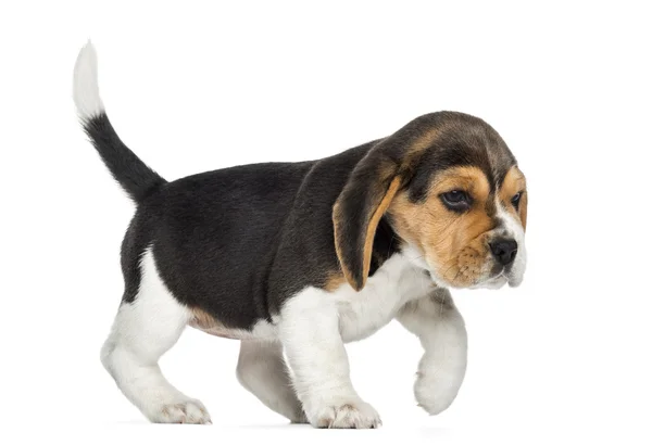 Seitenansicht eines Beagle-Welpen beim Gehen, isoliert auf weiß — Stockfoto