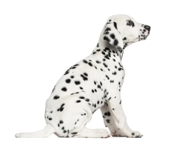 Vista laterale di un cucciolo dalmata seduto, guardando in alto, isolato su — Foto Stock