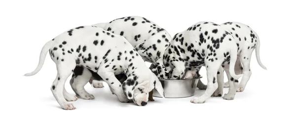 Grupo de cachorros dálmatas comiendo todos juntos, aislados en whit —  Fotos de Stock