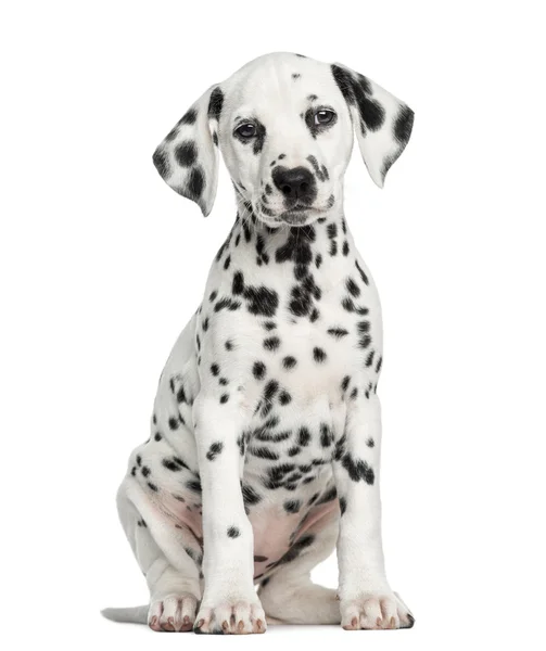 Čelní pohled dalmatské štěně sedící, obložení, izolované na whi — Stock fotografie