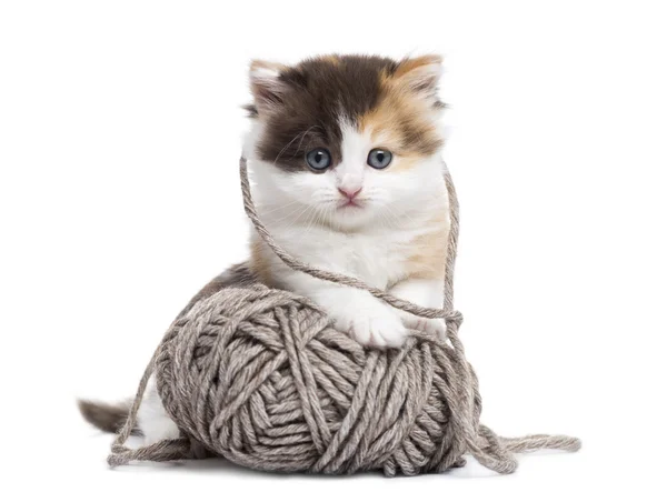 Вид спереди прямолинейного котенка, играющего с шерстяным балом — стоковое фото