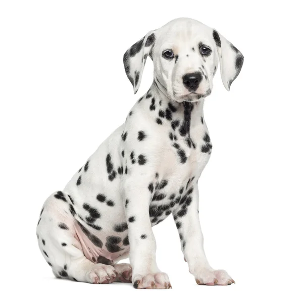 Side view of a Dalmatian puppy sitting, looking at the camera, i — Stock Photo, Image