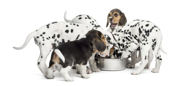 Grupo de cachorros dálmatas e beagle comendo todos juntos, isola — Fotografia de Stock