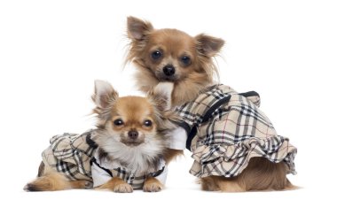 iki yan yana, üzerinde beyaz izole chihuahuas giyinip
