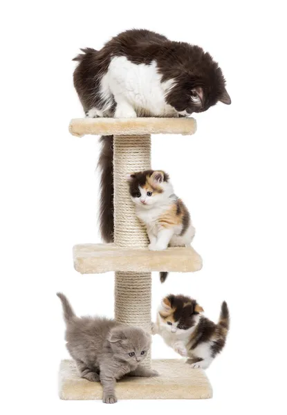Grupo de gatos brincando em uma árvore de gato, isolado em branco — Fotografia de Stock