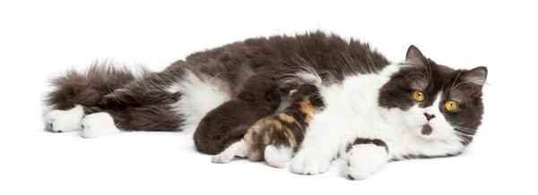 British Longhair sdraiato a guardare la macchina fotografica, alimentando il suo gattino — Foto Stock