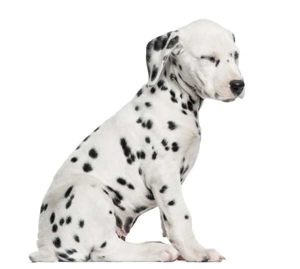 Vista lateral de un cachorro dálmata sentado, cansado, aislado en blanco — Foto de Stock