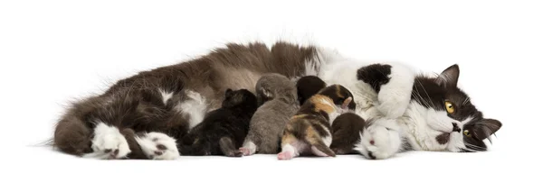 Side view of a British Longhair lying, feeding its kittens, isol — Stock Photo, Image