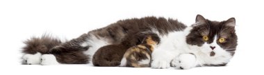Britse longhair liegen, borstvoeding haar kittens, geïsoleerd op w