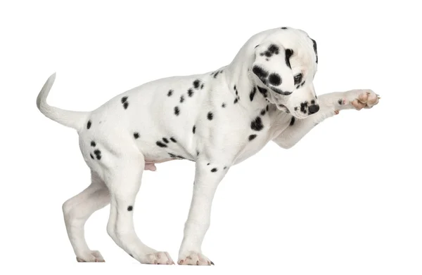 Вид сбоку на далматинского щенка, вытянутого вверх, изолированного на белом фоне — стоковое фото