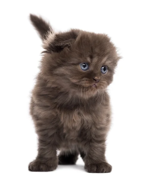 Highland vouw kitten staande, geconfronteerd met, geïsoleerde op wit — Stockfoto