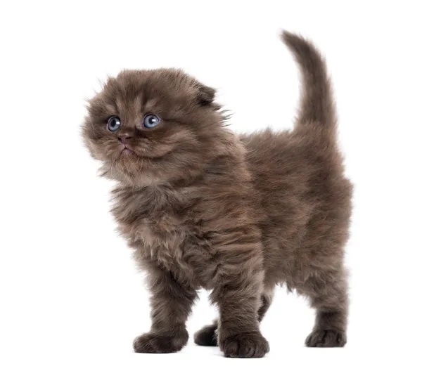 Highland fold kitten standing, looking upwards, isolated on whit — Stock Photo, Image