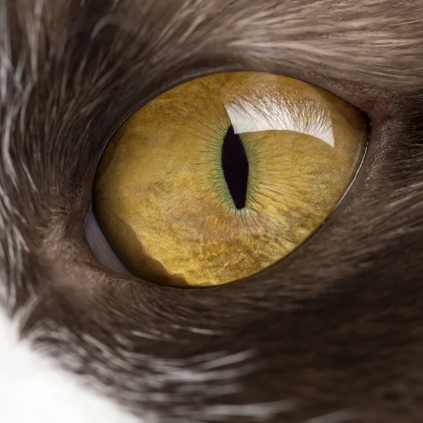 Close-up of a British Longhair's eye — Stock Photo, Image