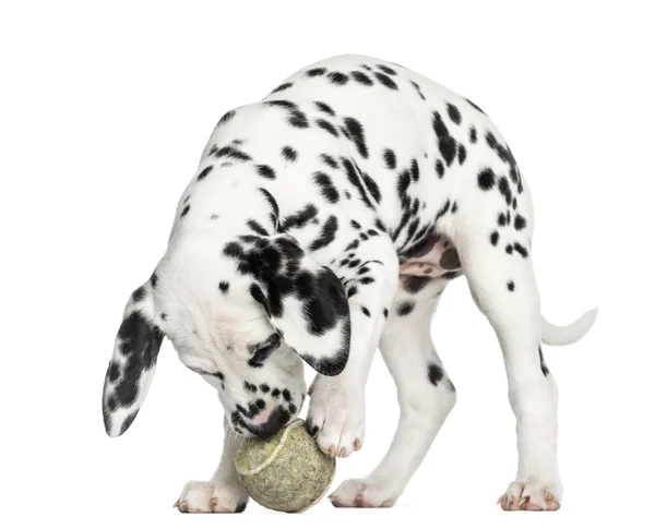 Cãozinho dálmata brincando com uma bola de tênis, isolado em branco — Fotografia de Stock