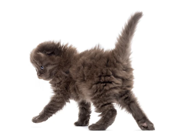 Rear view of a Highland fold kitten walking, isolated on white — Stock Photo, Image