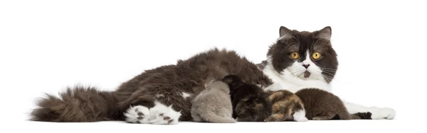 Side view of a British Longhair lying, feeding its kittens, isol — Stock Photo, Image